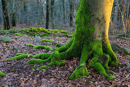 Bemooster Baumstamm, Naturpark Saar-Hunsrück, Hunsrück, Rheinland-Pfalz, Deutschland