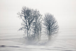 Baumgruppe im Winter mit Schnee, Oberbayern, Deutschland