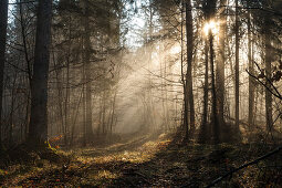 Lichtstimmung im Wald, Mischwald, Oberbayern, Deutschland