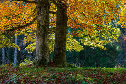 Beech an oak in fall, Fagus sylvatica, Quercus robur, Upper Bavaria, Germany, Europe