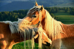 Haflinger horses are cleaning eachother on the Seiser alp, Dolomite Alps, South Tyrol, Italy