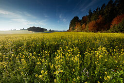 Pre-Alps, Attenkam, Muensing, Upper Bavaria, Germany