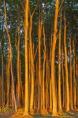 Beech forest in Nienhagen, Baltic Sea Coast, Mecklenburg-Western Pomerania, Northern Germany, Germany, Europe