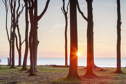 Beech forest in Nienhagen, Baltic Sea Coast, Mecklenburg-Western Pomerania, Northern Germany, Germany, Europe