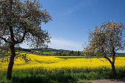 Blossoming apple trees in front of a yellow blooming canola field, Zueschen, Fritzlar, Hesse, Germany, Europe