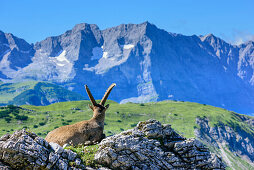 Ibex laying in meadow and looking towards mountains, Natural Park Karwendel, Karwendel range, Tyrol, Austria