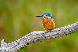 Eisvogel sitzt auf Ast, Alcedo atthis, Almere, Flevoland, Niederlande