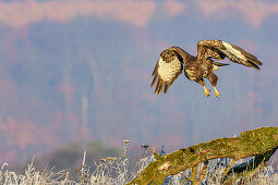 Mäusebussard im Flug, Buteo buteo, Feldberg, Mecklenburgische Seenplatte, Mecklenburg-Vorpommern, Deutschland