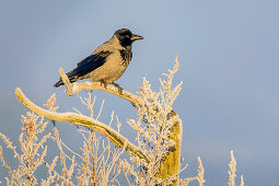 Carrion crow sitting on branch, Corvus corone, Feldberg, Mecklenburg Lakeland, Mecklenburg-Vorpommern, Germany