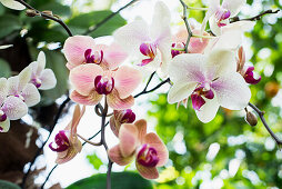 Orchid (Phalaenopsis hybrid), orchid house on Mainau island, Constance, Baden-Württemberg, Germany