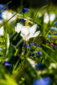 White crocuses (Crocus sp.), spring meadow, Baden-Württemberg, Germany