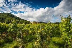 Villa Ludwigshöhe and vine yards, Rhodt unter Rietburg, German Wine Route or Southern Wine Route, Palatinate, Rhineland-Palatinate, Germany