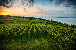 Vineyards between Hagnau and Meersburg, sunrise, cloudy sky, Lake Constance, Baden-Württemberg, Germany