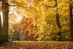 Forest on a wonderful autumn day, Allgaeu, Bavaria, Germany