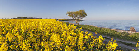 Radweg an der Ostseeküste mit Rapsfeld, Waabs, Schleswig-Holstein, Norddeutschland, Deutschland, Europa