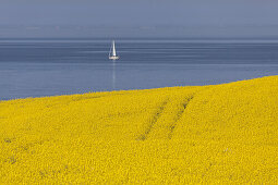 Field of rape and sailing boat on the Baltic Sea, near Schwedeneck, Baltic coast, Schleswig-Holstein, Northern Germany, Germany, Europe