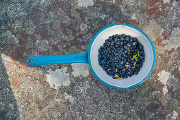 blueberries collected in a blue enamel pot standing on a rock in Gavle bay, Gavleborgs Ian, Sweden