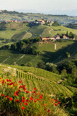 Weinberge, Hügellandschaft, Castiglione Falletto, Klatschmohn, Weinbaugebiet Langhe in Piemont, Provinz Cuneo, Italien