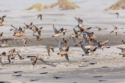 Godwits, Limosa, migratory birds on Farewell Spit, South Island, New Zealand