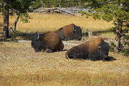 Buffalo , Nez Perce Creek , Yellowstone National Park , Wyoming , U.S.A. , America