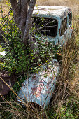 A tree grows out of abandoned, rusting old car in a field, South Island, New Zealand