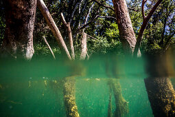 River landscape with tree trunks, partially underwater, summer, river Orb, Roquebrun, southern France