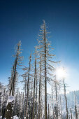 Winter landscape with Forest, Schierke, Brocken, Harz, Harz national park, Saxony, Germany