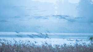 Wildgänse, Graugänse auf einem See, Morgenstunde, Blaue Stunde, Wischer, Abstrakt, Schlafplatz, Vogelzug, Herbst, Fehrbellin, Linum, Brandenburg, Deutschland