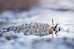 Frog spawn in a frozen water puddle, moor lake Oberallgaeu, Allgaeu, Oberstdorf, Germany