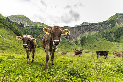 Cows on the mountain pasture, Alps, Oytal, hiking trail, Kaeseralpe, Oberallgaeu, Oberstdorf, Germany
