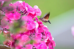 Kolibri-Falter, Taubenschwänzchen beim Nektar sammeln, Garten, Sommer, Bestäubung, Blüten, Sommerblüten, Alpen, Deutschland