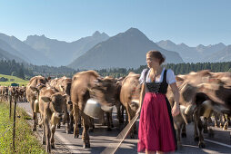 Cows wearing bells for the Almabtrieb, Rubihorn, Schoellang, Oberallgaeu, Allgaeu, Oberallgaeu, Alps, Germany