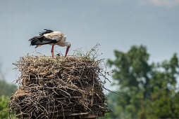 White stork in a nest feeding young birds, summer, Brandenburg, Berlin, Germany