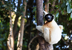 Gekrönte Verreaux's Sifaka (Propithecus verreauxi coronatus), Nosy Iranja, Nordgebiet, Madagaskar, Afrika