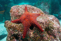 Knobby Starfish, Pentaceraster cumingi, Baltra Island, Galapagos, Ecuador