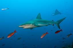 Galapagoshai, Carcharhinus galapagensis, Wolf Island, Galapagos, Ecuador