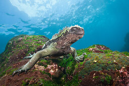 Marine Iguana feeding at Sea, Amblyrhynchus cristatus, Cabo Douglas, Fernandina Island, Galapagos, Ecuador