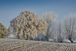 Frost on large leaved lime tree with and pastures near Parkentin, Mecklenburg Vorpommern, Germany