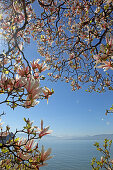 Magnolia tree in bloom and Lake Constance, Baden-Wuerttemberg