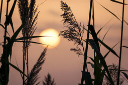 sunrise with reed, Italy, Europe