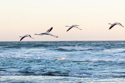 Flamingos flying at sunset along the Atlantic coast between Walvis Bay and Swakopmund, Erongo, Namibia, Africa.