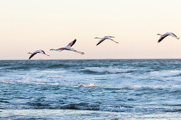 Flamingos fliegen bei Sonnenuntergang an der Atlantikküste zwischen Walvis Bay und Swakopmund, Erongo, Namibia, Afrika.