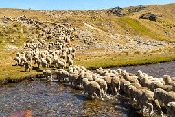 Herde, Merinoschafe überqueren Fluss, Herde, Mustering, Farm, Wolle, trockene Landschaft, Niemand, Tiere, High Country, Earnscleugh Station, Central Otago, Südinsel, Neuseeland