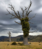 Banks Peninsula, Canterbury, Südinsel, Neuseeland, Ozeanien