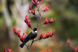 Tui, Vogel auf einem Ast, Catlins, Clutha, Otago, Southland, Südinsel, Neuseeland, Ozeanien