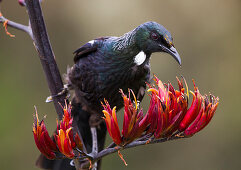 Tui, Vogel auf einem Ast, Catlins, Clutha, Otago, Southland, Südinsel, Neuseeland, Ozeanien