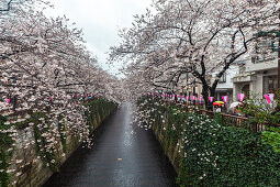 Straße und Kanal mit Kirschbäumen in voller Blüte am Meguro-Fluss, Meguro, Tokio, Japan