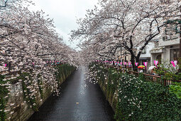 Road with Cherry Trees in full blossom at Meguro River, Meguro, Tokyo, Japan