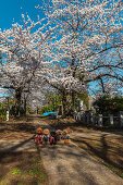 Niedlich angezogene kleine Hunde unter blühenden Kirschbäumen am Aoyama Friedhof, Roppongi, Tokio, Japan