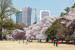 Japanische Familien freuen sich an der Kirschblüte im Shinjuku Gyoen mit Wolkenkratzern im Hintergrund, Shinjuku, Tokio, Japan